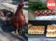 Які ціни на яйця у Ніжині напередодні Великодня